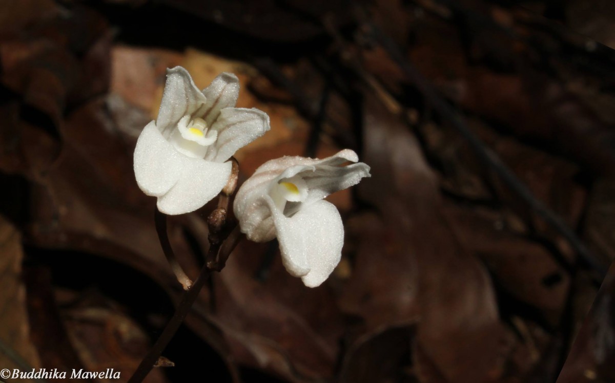 Didymoplexis pallens Griff.